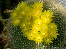 Notocactus graessneri